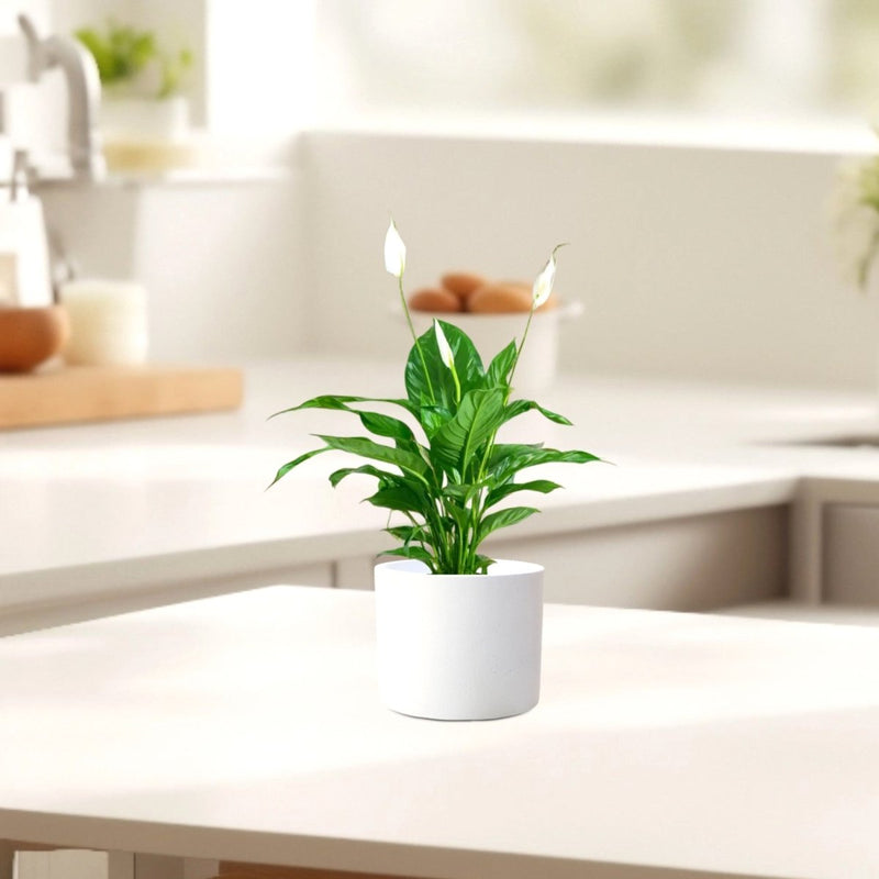 Peace Lily or Spathiphyllum or "زنبق السلام" - Greensouq - 