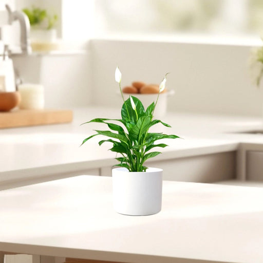 Peace Lily or Spathiphyllum or "زنبق السلام" - Greensouq - 