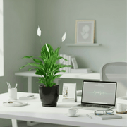 Peace Lily or Spathiphyllum or "زنبق السلام" - Greensouq - 