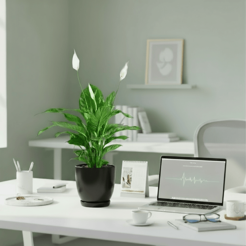 Peace Lily or Spathiphyllum or "زنبق السلام" - Greensouq - 