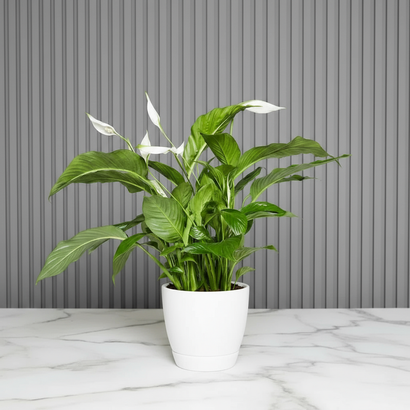 Peace Lily or Spathiphyllum or "زنبق السلام"