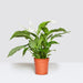 Peace Lily or Spathiphyllum or "زنبق السلام" - Greensouq - 