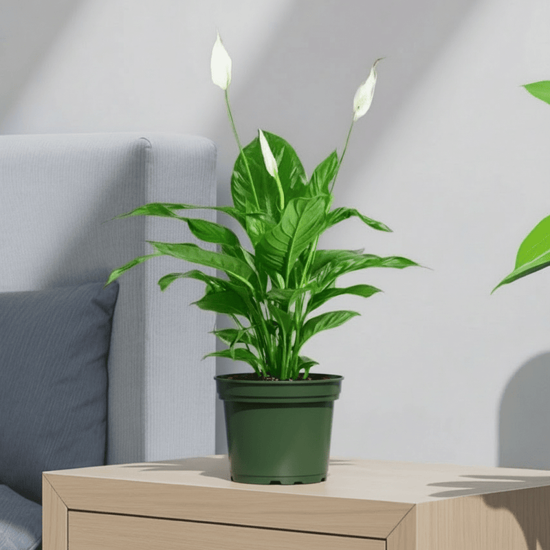 Peace Lily or Spathiphyllum or "زنبق السلام" - Greensouq - 