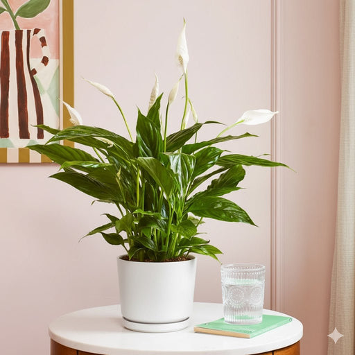 Peace Lily or Spathiphyllum or "زنبق السلام" - Greensouq - 