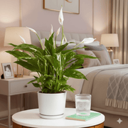 Peace Lily or Spathiphyllum or "زنبق السلام" - Greensouq - 