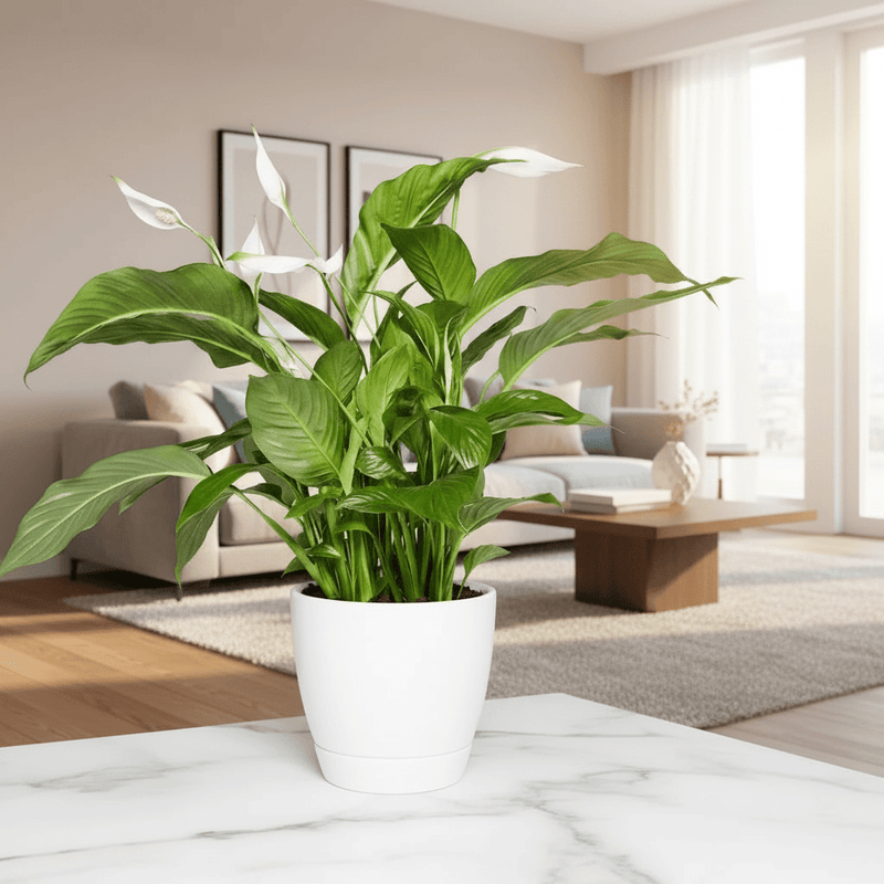 Peace Lily or Spathiphyllum or "زنبق السلام" - Greensouq - 