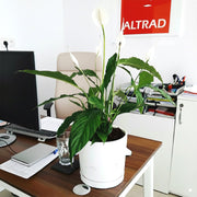 Peace Lily or Spathiphyllum or "زنبق السلام" - Greensouq - 