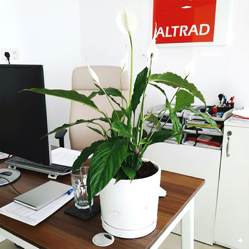 Peace Lily or Spathiphyllum or "زنبق السلام" - Greensouq - 