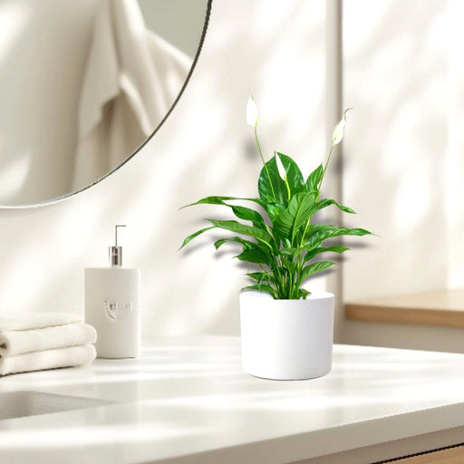 Peace Lily or Spathiphyllum or "زنبق السلام" - Greensouq - 