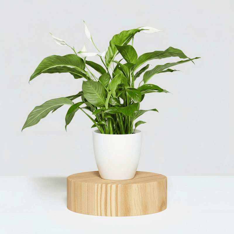 Peace Lily or Spathiphyllum or "زنبق السلام" - Greensouq - 