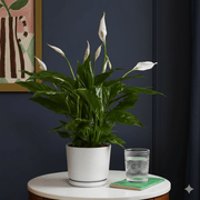 Peace Lily or Spathiphyllum or "زنبق السلام" - Greensouq - 