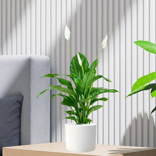 Peace Lily or Spathiphyllum or "زنبق السلام" - Greensouq - 