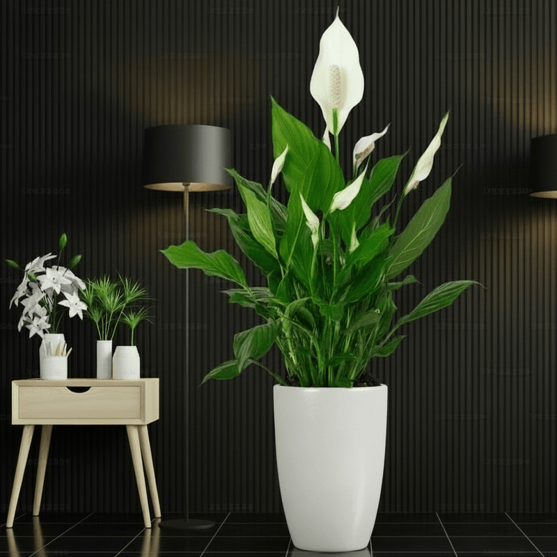 peace lily ikea Peace Lily - Spathiphyllum