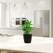 Peace Lily or Spathiphyllum or "زنبق السلام" - Greensouq - 