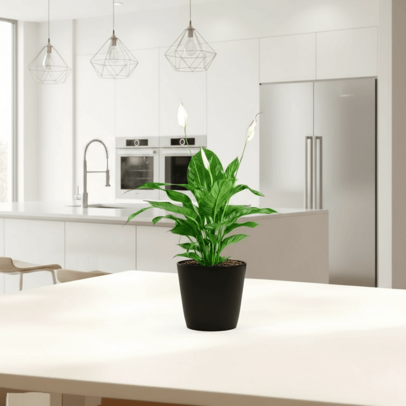 Peace Lily or Spathiphyllum or "زنبق السلام" - Greensouq - 