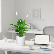 Peace Lily or Spathiphyllum or "زنبق السلام" - Greensouq - 