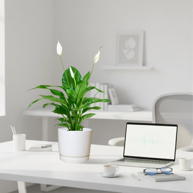 Peace Lily or Spathiphyllum or "زنبق السلام" - Greensouq - 