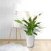 Peace Lily or Spathiphyllum or "زنبق السلام" - Greensouq - 