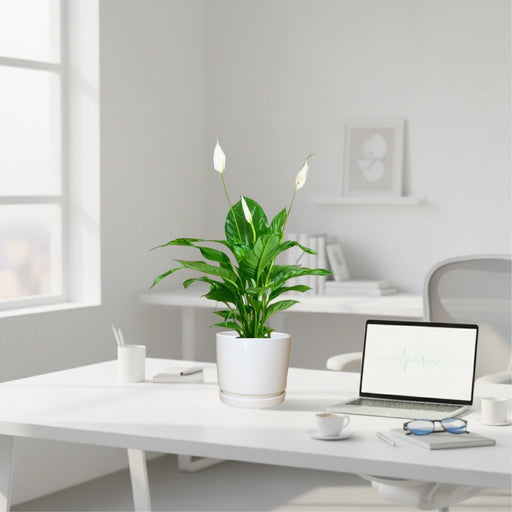 Peace Lily or Spathiphyllum or "زنبق السلام" - Greensouq - 