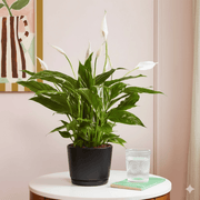Peace Lily or Spathiphyllum or "زنبق السلام" - Greensouq - 