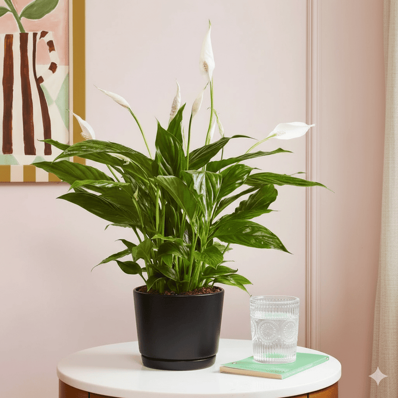 Peace Lily or Spathiphyllum or "زنبق السلام" - Greensouq - 