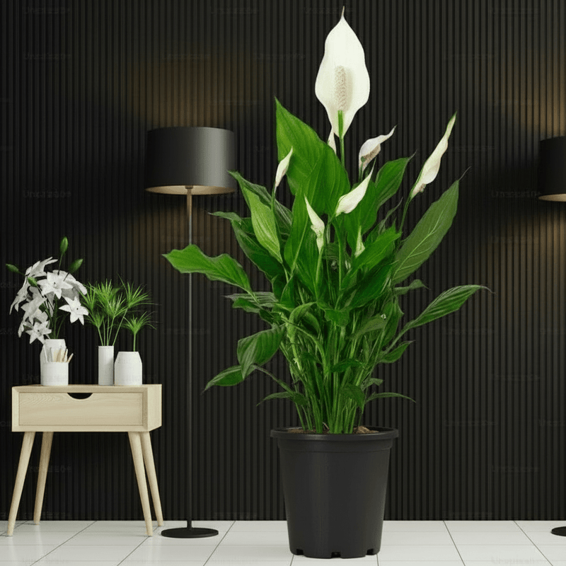 Peace Lily or Spathiphyllum or "زنبق السلام" - Greensouq - 