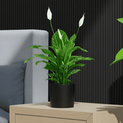 Peace Lily or Spathiphyllum or "زنبق السلام" - Greensouq - 