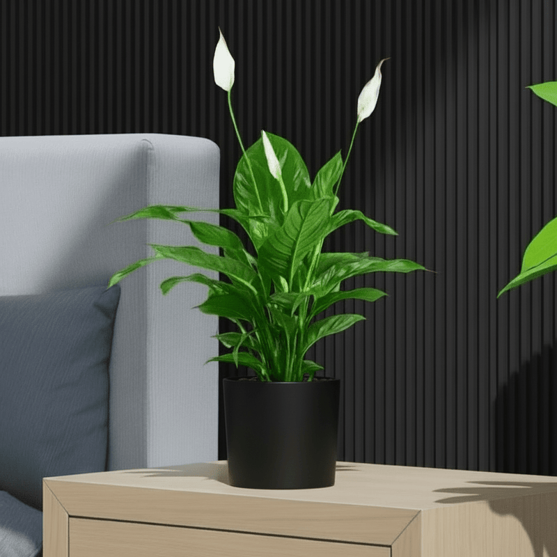 Peace Lily or Spathiphyllum or "زنبق السلام" - Greensouq - 