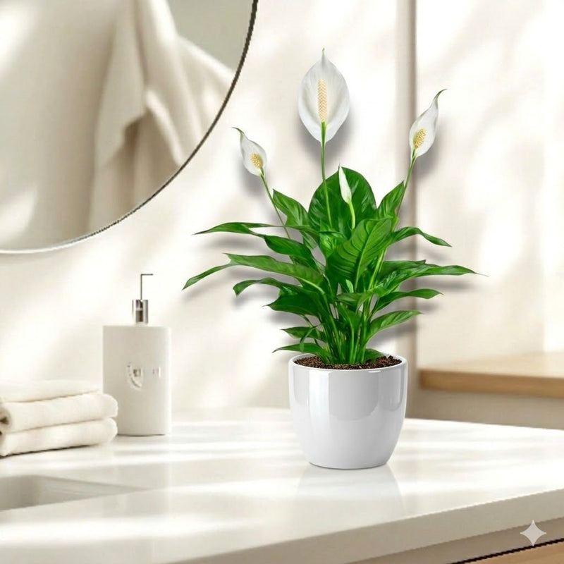 Peace Lily or Spathiphyllum or "زنبق السلام" in ceramic pot - Greensouq - 