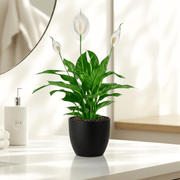 Peace Lily or Spathiphyllum or "زنبق السلام" in ceramic pot - Greensouq - 