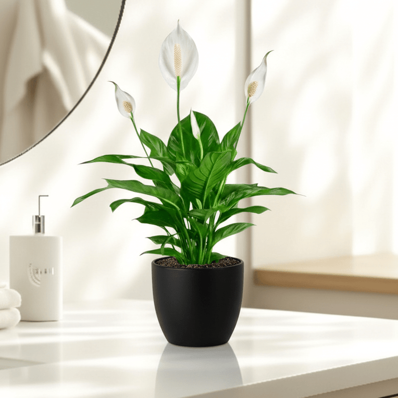 Peace Lily or Spathiphyllum or "زنبق السلام" in ceramic pot - Greensouq - 