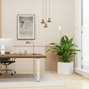 Peace Lily or Spathiphyllum or "زنبق السلام" in Grp Square Pot 30x30 - Greensouq - 