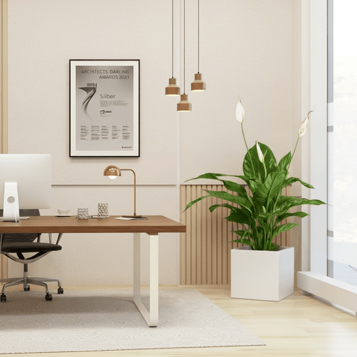 Peace Lily or Spathiphyllum or "زنبق السلام" in Grp Square Pot 30x30 - Greensouq - 