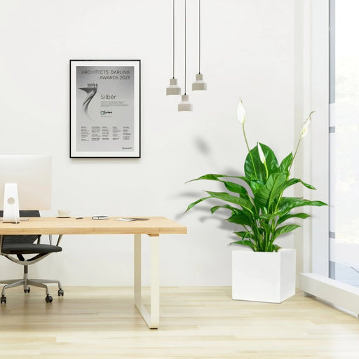 Peace Lily or Spathiphyllum or "زنبق السلام" in Grp Square Pot 30x30 - Greensouq - 
