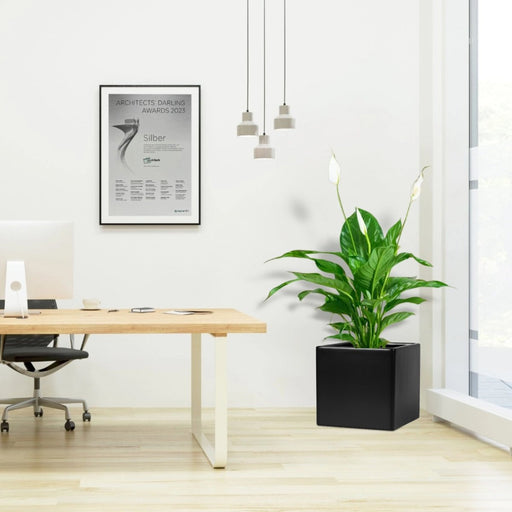 Peace Lily or Spathiphyllum or "زنبق السلام" in Grp Square Pot 30x30 - Greensouq - 