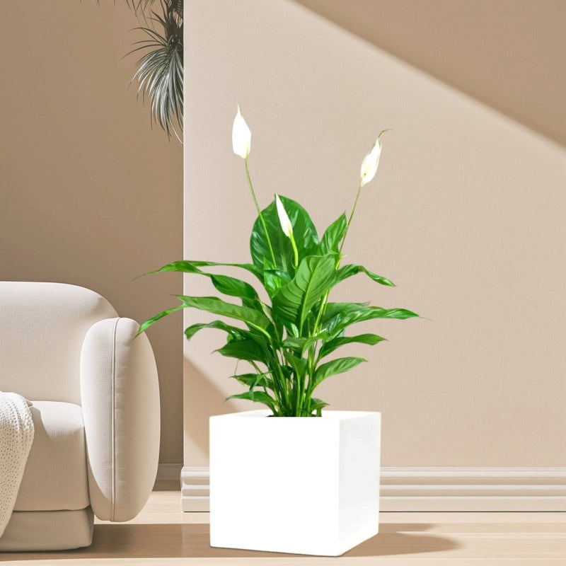 Peace Lily or Spathiphyllum or "زنبق السلام" in Grp Square Pot 40x40 - Greensouq - 
