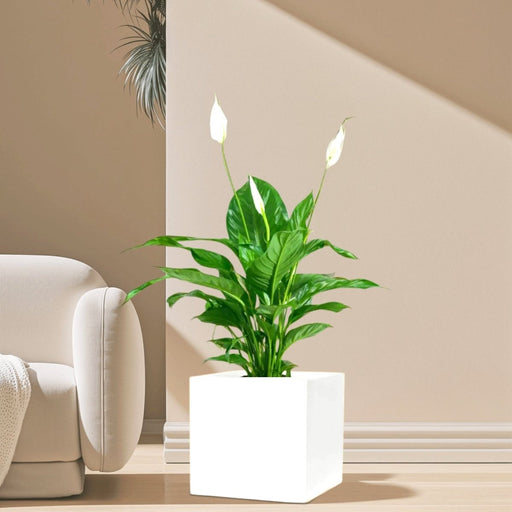 Peace Lily or Spathiphyllum or "زنبق السلام" in Grp Square Pot 40x40 - Greensouq - 