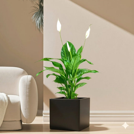 Peace Lily or Spathiphyllum or "زنبق السلام" in Grp Square Pot 40x40 - Greensouq - 