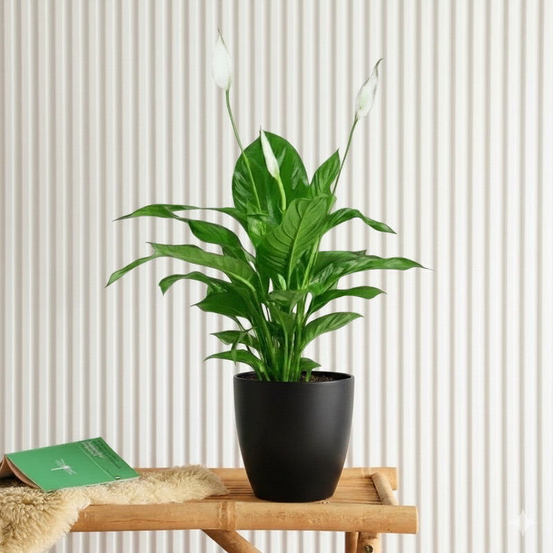 peace lily ikea Peace Lily - Spathiphyllum