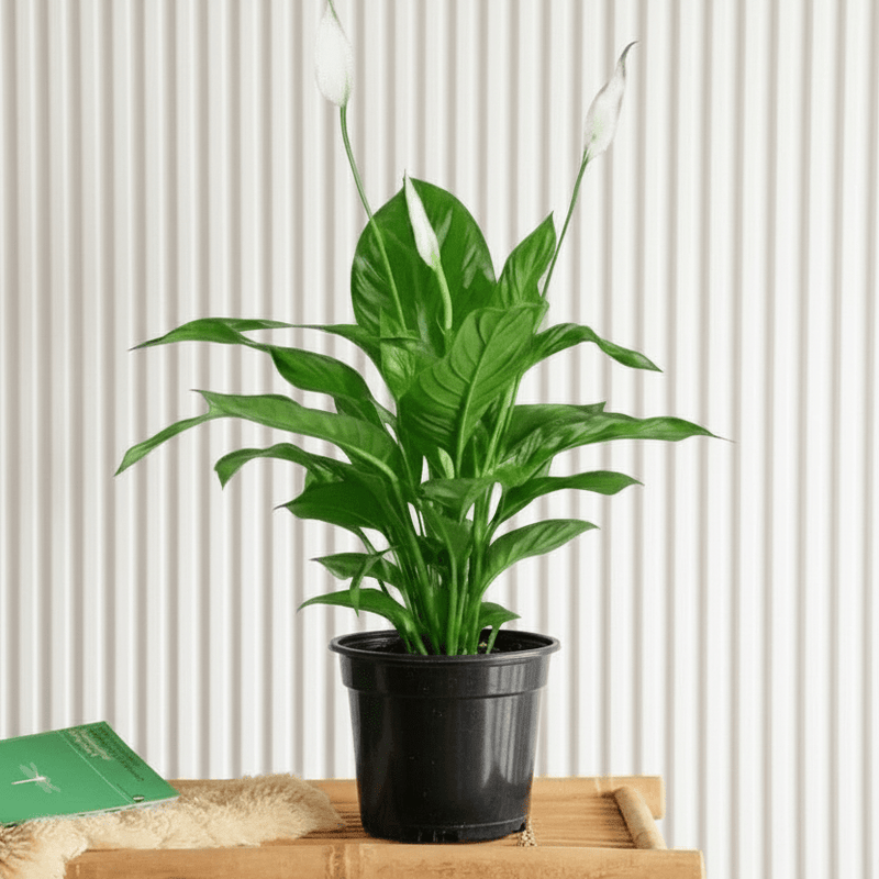 Peace Lily - Spathiphyllum | Dubai's Favorite Houseplant! - Greensouq - 