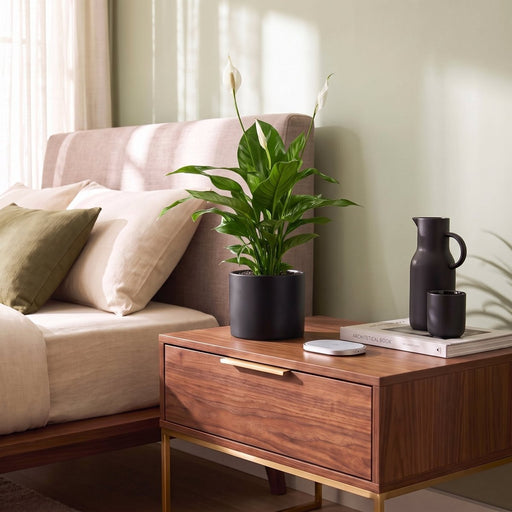 Peace Lily - Spathiphyllum | Dubai's Favorite Houseplant! (Copy) - Greensouq -