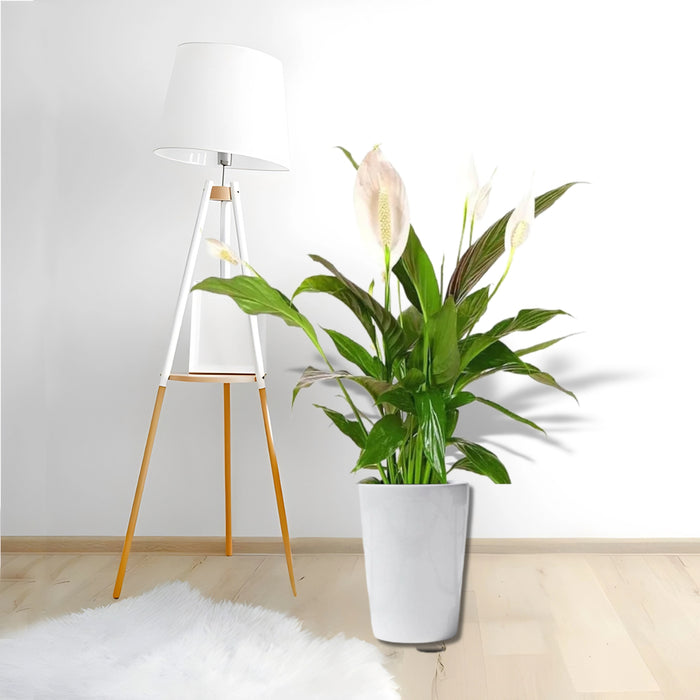 Peace Lily or Spathiphyllum or "زنبق السلام"