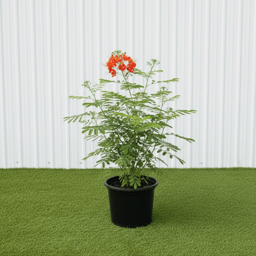 Peacock Flower - Caesalpinia Pulcherrima (40 - 50cm) | Dubai Gardens Glory! - Greensouq - 