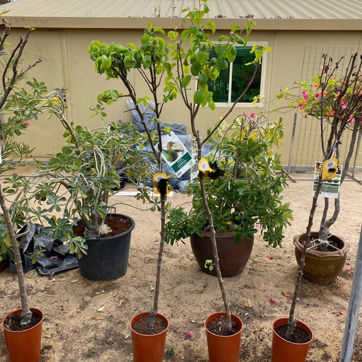 Pear Pyrus tree 1.0 - 1.5m - Greensouq - 