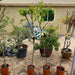 Pear Pyrus tree 1.0 - 1.5m - Greensouq - 