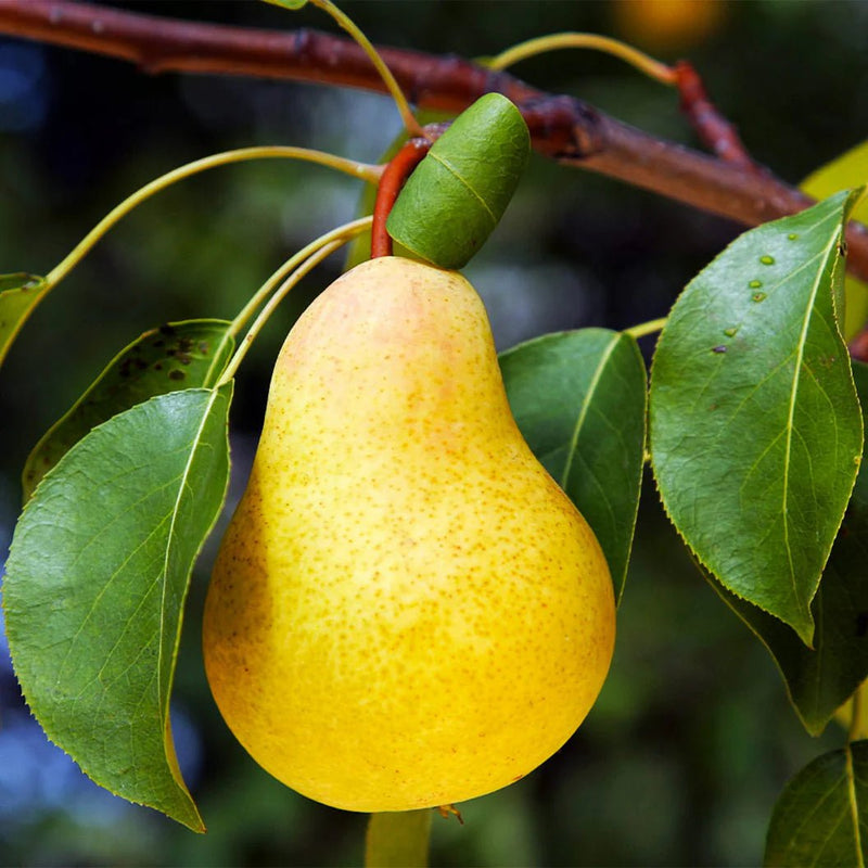 Pear Pyrus tree 1.0 - 1.5m - Greensouq - 