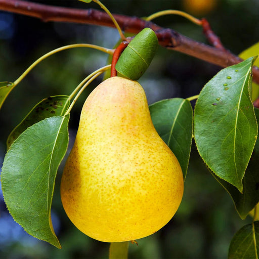 Pear Pyrus tree 1.0 - 1.5m - Greensouq - 
