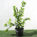 Pedilanthus Green "Pedilanthus Tithymaloides, Backbone of Devil Plant" - Greensouq - 