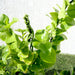 Pedilanthus Green "Pedilanthus Tithymaloides, Backbone of Devil Plant" - Greensouq - 