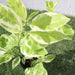 Pedilanthus Variegated "Pedilanthus Tithymaloides, Backbone of Devil Plant" - Greensouq - 
